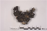 藏品(毛根石耳)的圖片